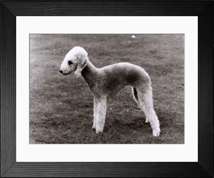 Framed Print : FALL / BEDLINGTON / 1970 Framed Print : FALL / BEDLINGTON / 1970