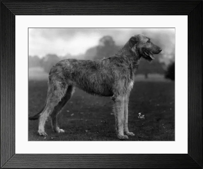 Framed Print : FALL / WOLFHOUND / 1929 Framed Print : FALL / WOLFHOUND / 1929