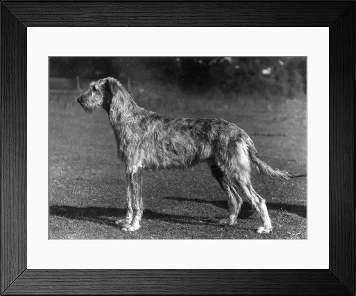 Framed Print : FALL / WOLFHOUND / 1934 Framed Print : FALL / WOLFHOUND / 1934