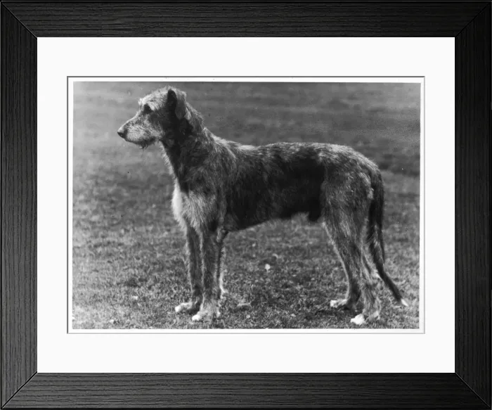 Framed Print : FALL / WOLFHOUND / 1949 Framed Print : FALL / WOLFHOUND / 1949