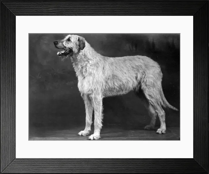 Framed Print : FALL / WOLFHOUND / 1952 Framed Print : FALL / WOLFHOUND / 1952