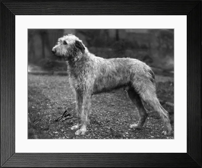 Framed Print : FALL / WOLFHOUND / 1938 Framed Print : FALL / WOLFHOUND / 1938