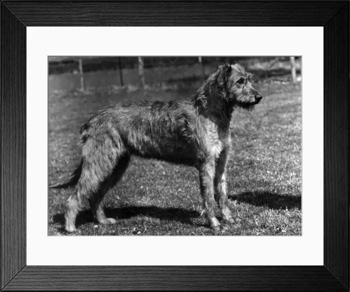 Framed Print : FALL / WOLFHOUND / 1957 Framed Print : FALL / WOLFHOUND / 1957