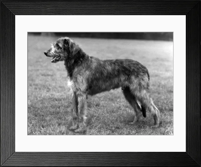 Framed Print : FALL  /  WOLFHOUND  /  1961