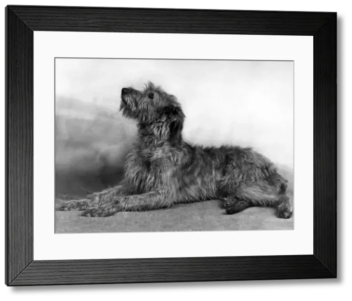 Framed Print : FALL / WOLFHOUND / 1948 Framed Print : FALL / WOLFHOUND / 1948
