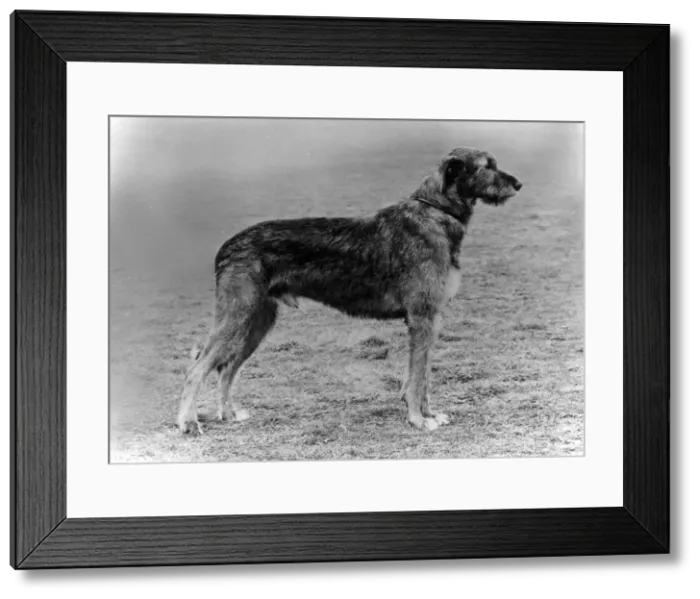 Framed Print : FALL  /  WOLFHOUND  /  1972