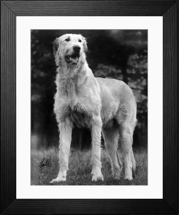Framed Print : FALL / WOLFHOUND / 1934 Framed Print : FALL / WOLFHOUND / 1934