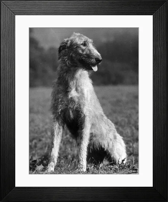 Framed Print : FALL / WOLFHOUND / 1939 Framed Print : FALL / WOLFHOUND / 1939