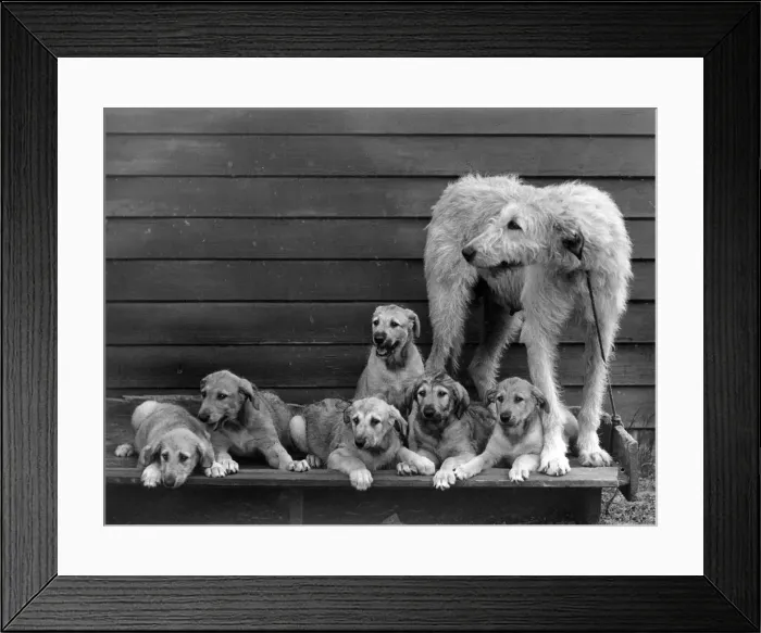 Framed Print : FALL / WOLFHOUND / 1938 Framed Print : FALL / WOLFHOUND / 1938