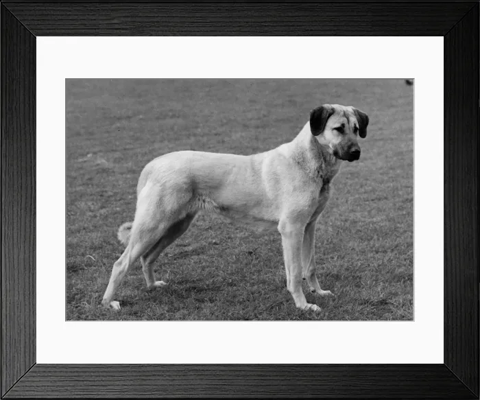Framed Print : FALL / ANTOLIAN / 1968 Framed Print : FALL / ANTOLIAN / 1968