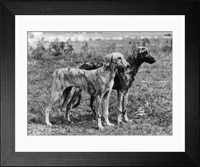 Framed Print : FALL / SLOUGHI / 1973 Framed Print : FALL / SLOUGHI / 1973