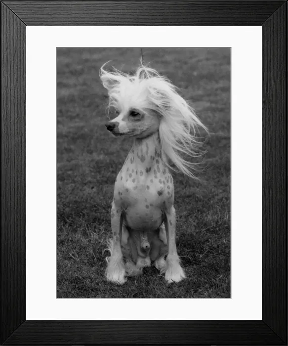 Framed Print : FALL / CHINESE CREST / 1979 Framed Print : FALL / CHINESE CREST / 1979