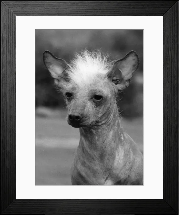 Framed Print : FALL / CHINESE CREST / 1979 Framed Print : FALL / CHINESE CREST / 1979