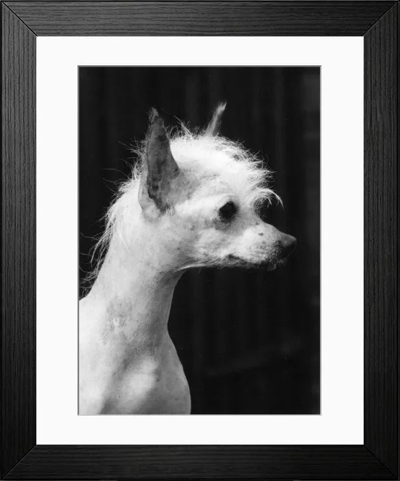 Framed Print : FALL / CHINESE CREST / 1979 Framed Print : FALL / CHINESE CREST / 1979