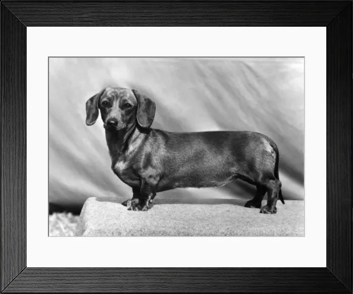 Framed Print : FALL / DACHSHUND / MINI / 1973 Framed Print : FALL / DACHSHUND / MINI / 1973