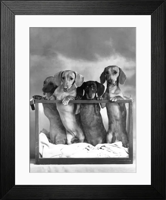 Framed Print : FALL / DACHSHUND / MINI / 1952 Framed Print : FALL / DACHSHUND / MINI / 1952