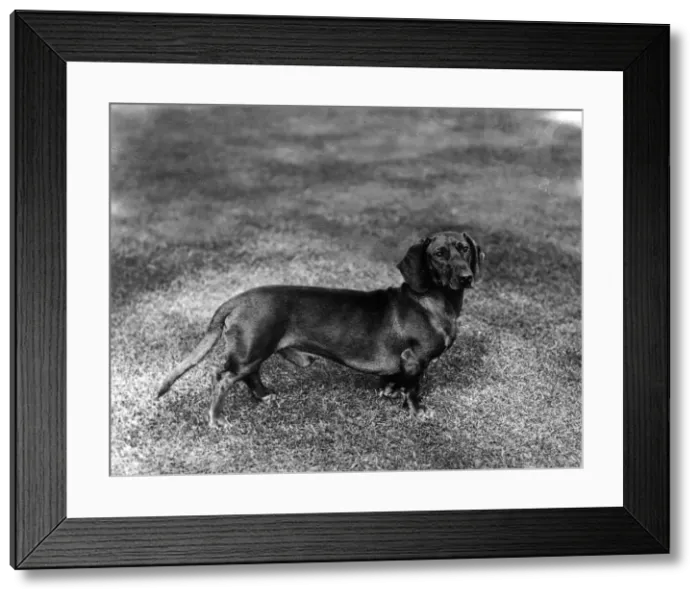 Framed Print : FALL / DACHSHUND / 1907 Framed Print : FALL / DACHSHUND / 1907