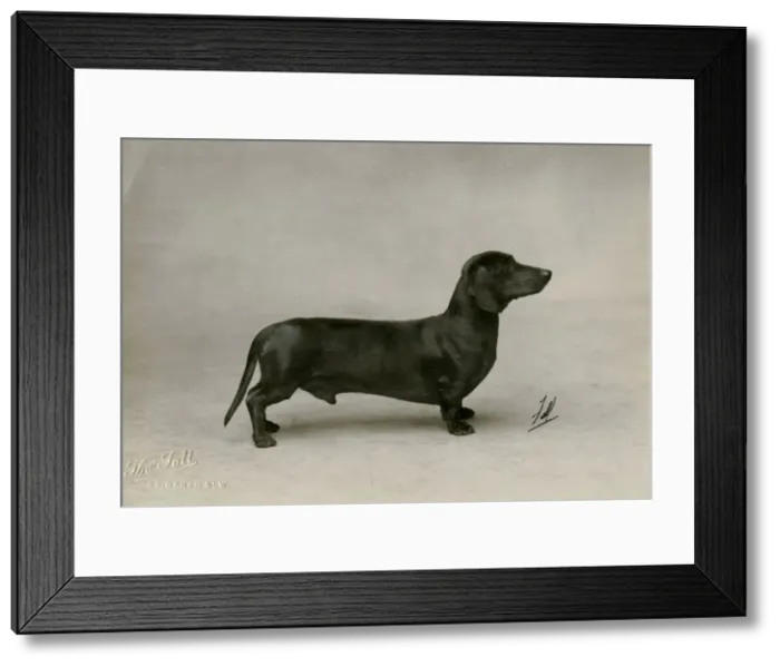 Framed Print : FALL / DACHSHUND / 1926 Framed Print : FALL / DACHSHUND / 1926