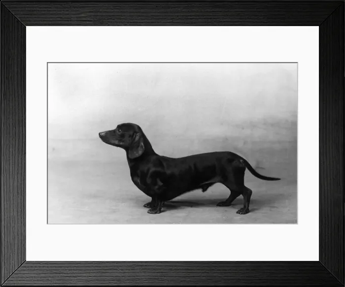 Framed Print : FALL / DACHSHUND / 1934 Framed Print : FALL / DACHSHUND / 1934