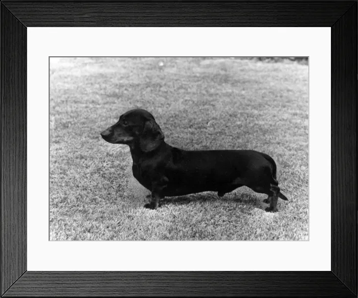 Framed Print : FALL / DACHSHUND / MINI / 1969 Framed Print : FALL / DACHSHUND / MINI / 1969