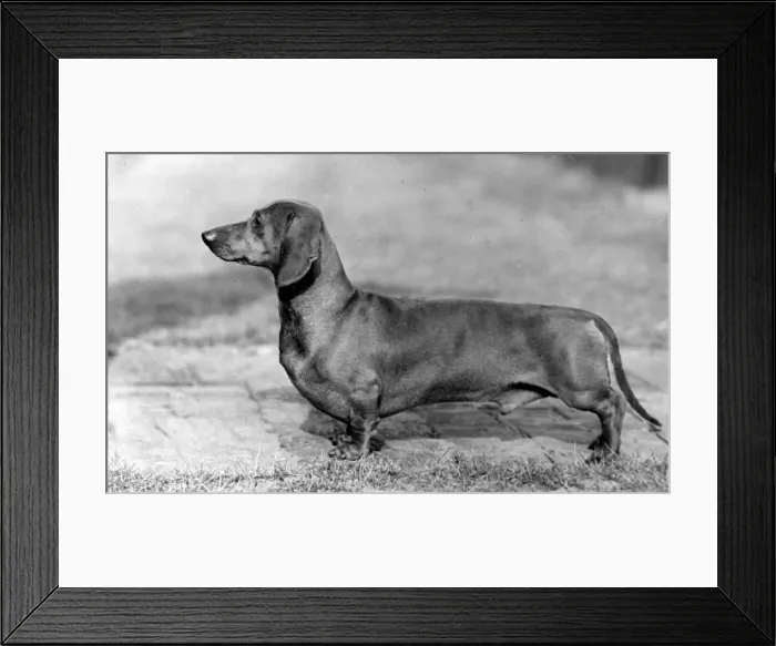 Framed Print : FALL / DACHSHUND / 1952 Framed Print : FALL / DACHSHUND / 1952