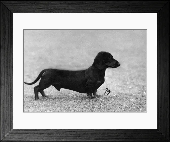 Framed Print : FALL / DACHSHUND / 1948 Framed Print : FALL / DACHSHUND / 1948