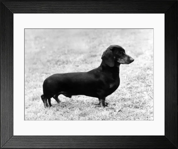 Framed Print : FALL / DACHSHUND / 1975 Framed Print : FALL / DACHSHUND / 1975