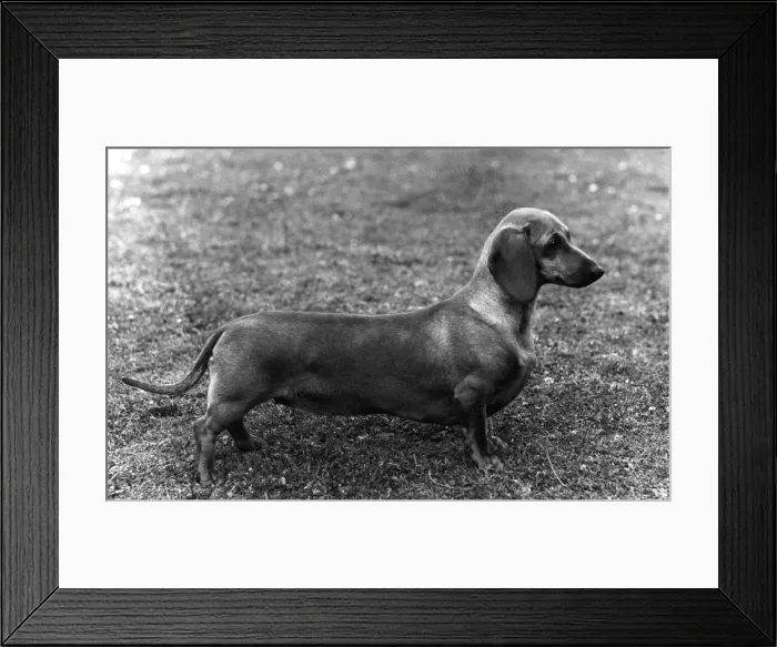 Framed Print : FALL / DACHSHUND / 1964 Framed Print : FALL / DACHSHUND / 1964