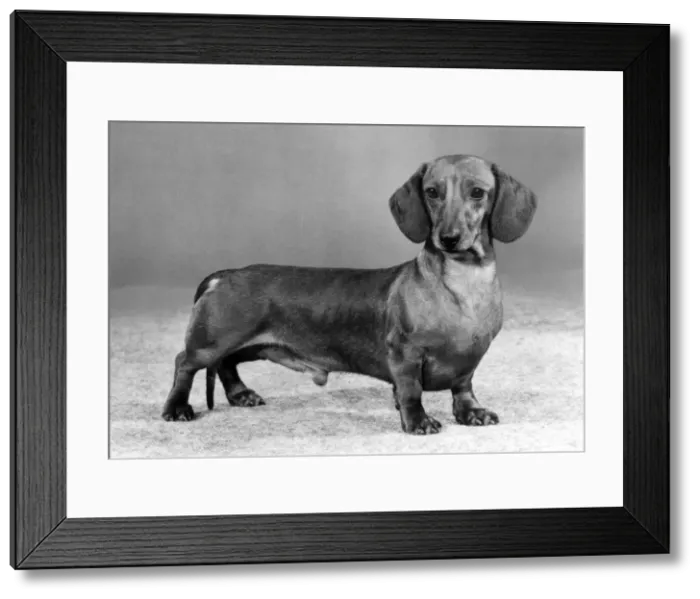 Framed Print : FALL / DACHSHUND / MINI / 1982 Framed Print : FALL / DACHSHUND / MINI / 1982