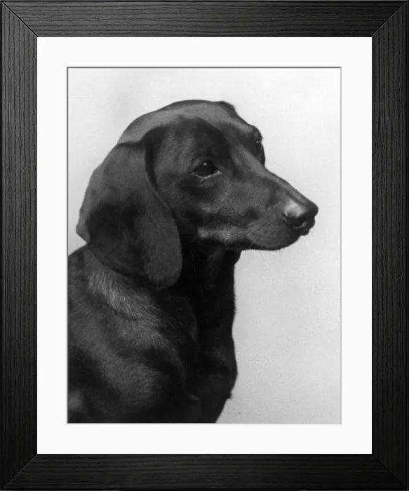 Framed Print : FALL / DACHSHUND / 1935 Framed Print : FALL / DACHSHUND / 1935