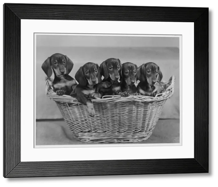 Framed Print : FALL / DACHSHUND / 1954 Framed Print : FALL / DACHSHUND / 1954
