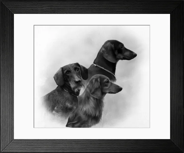 Framed Print : FALL / DACHSHUND / 1946 Framed Print : FALL / DACHSHUND / 1946