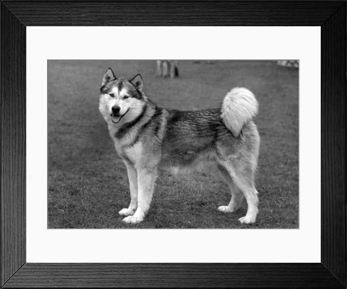 Framed Print : FALL / ALASKAN MALAMUTE Framed Print : FALL / ALASKAN MALAMUTE
