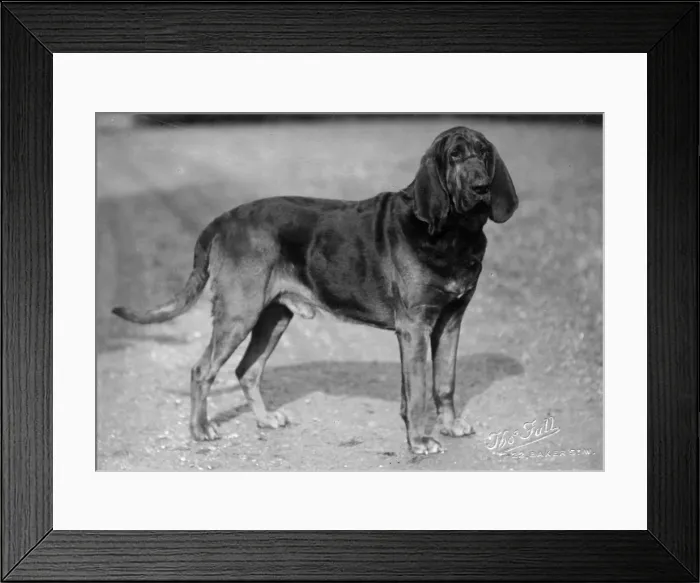 Framed Print : FALL / BLOODHOUND / 1927 Framed Print : FALL / BLOODHOUND / 1927