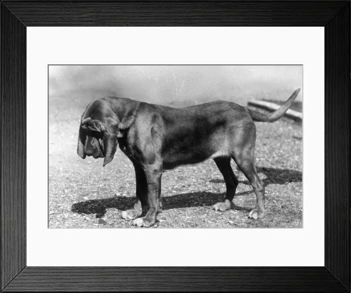 Framed Print : FALL / BLOODHOUND / 1938 Framed Print : FALL / BLOODHOUND / 1938
