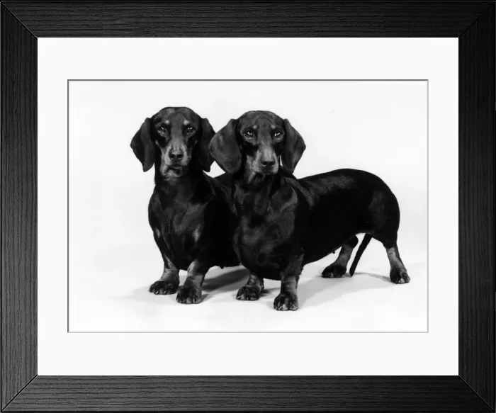 Framed Print : FALL / DACHSHUND / 1980 Framed Print : FALL / DACHSHUND / 1980
