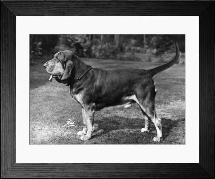 Framed Print : FALL / BLOODHOUND / 1963 Framed Print : FALL / BLOODHOUND / 1963