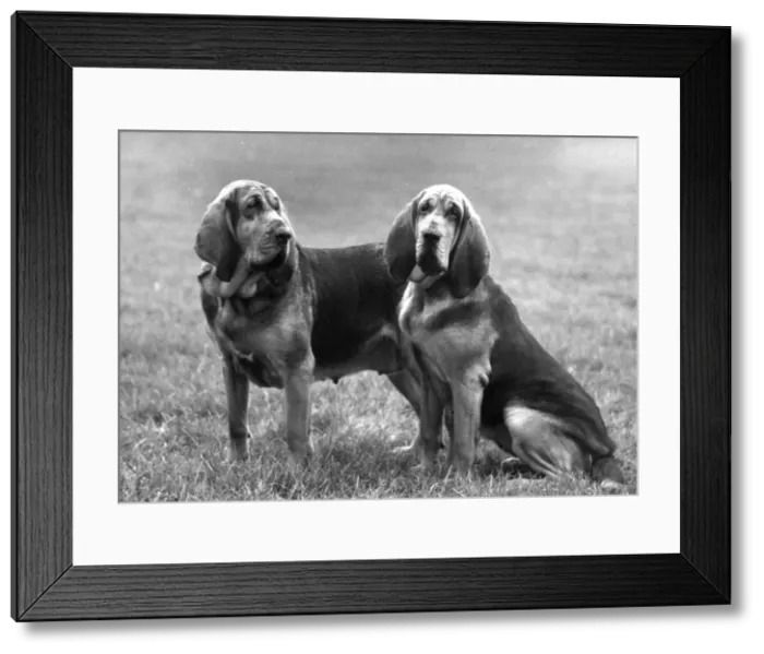 Framed Print : FALL / BLOODHOUND / 1961 Framed Print : FALL / BLOODHOUND / 1961