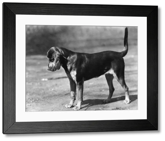 Framed Print : FALL / BLOODHOUND / 1947 Framed Print : FALL / BLOODHOUND / 1947
