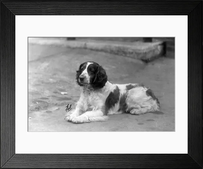 Framed Print : FALL  /  WELSH SPRINGER  /  1930