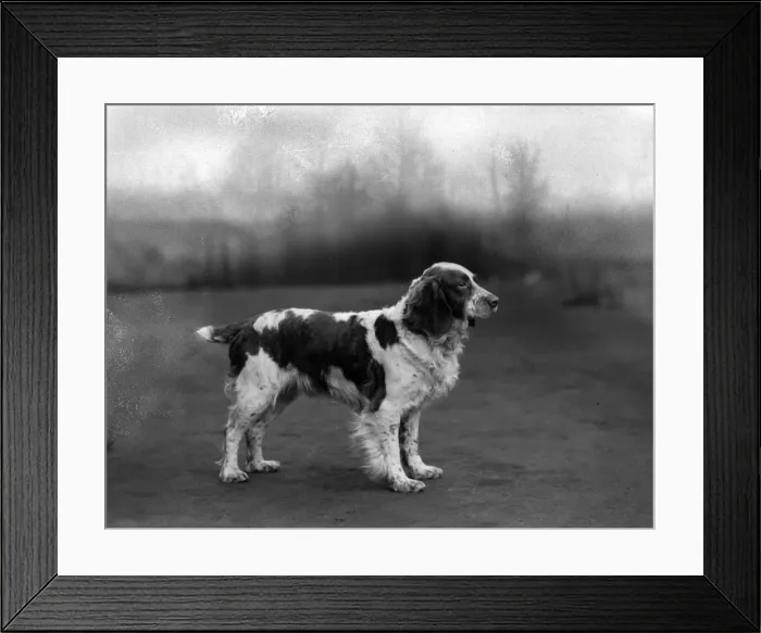 Framed Print : FALL / WELSH SPRINGER / 1934 Framed Print : FALL / WELSH SPRINGER / 1934