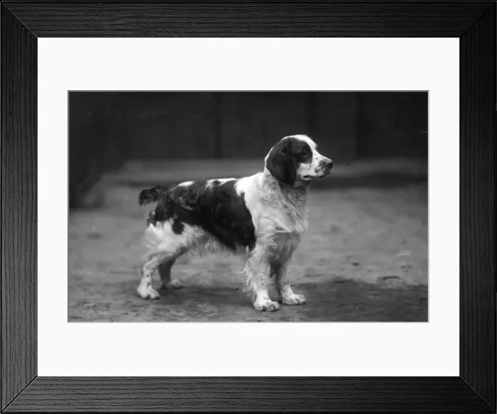 Framed Print : FALL / WELSH SPRINGER / 1928 Framed Print : FALL / WELSH SPRINGER / 1928