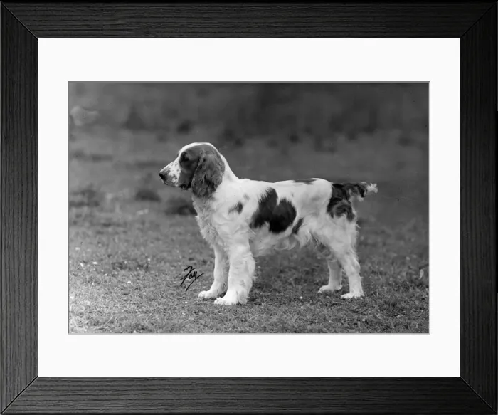 Framed Print : FALL / WELSH SPRINGER / 1946 Framed Print : FALL / WELSH SPRINGER / 1946