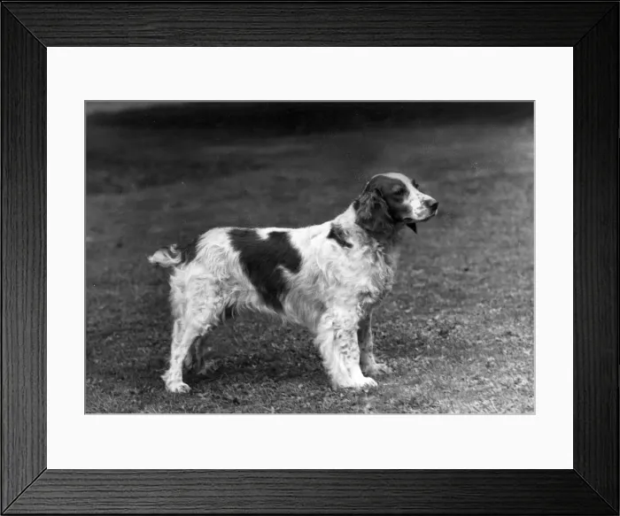Framed Print : FALL / WELSH SPRINGER / 1949 Framed Print : FALL / WELSH SPRINGER / 1949