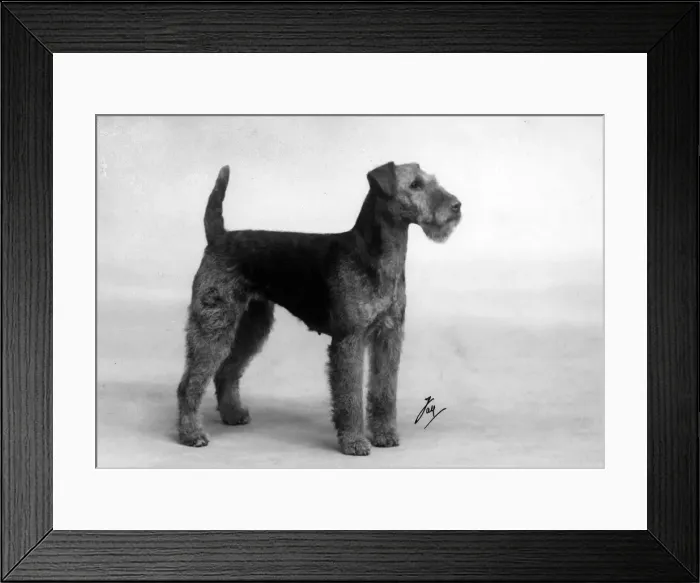 Framed Print : FALL  /  WELSH TERRIER  /  1937