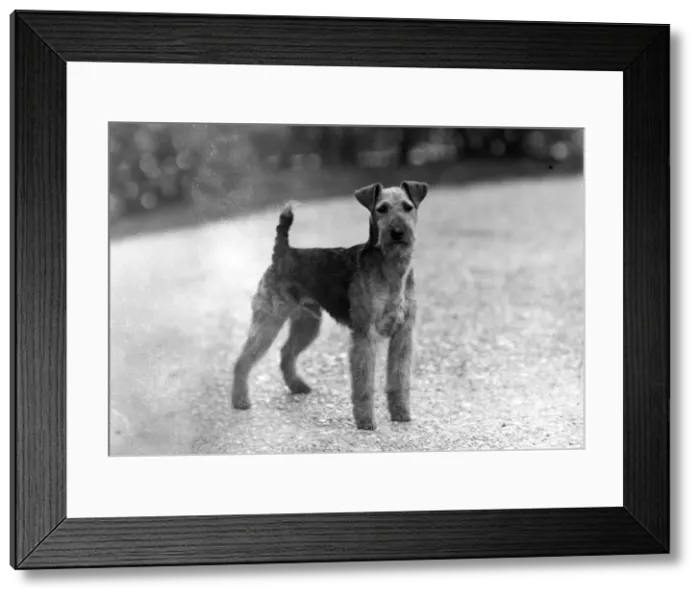 Framed Print : FALL / WELSH TERRIER / 1946 Framed Print : FALL / WELSH TERRIER / 1946