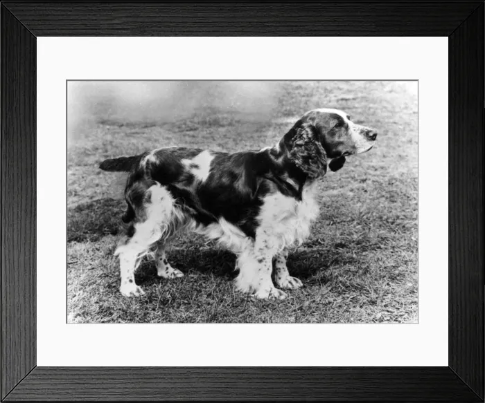 Framed Print : FALL / WELSH SPRINGER / 1971 Framed Print : FALL / WELSH SPRINGER / 1971
