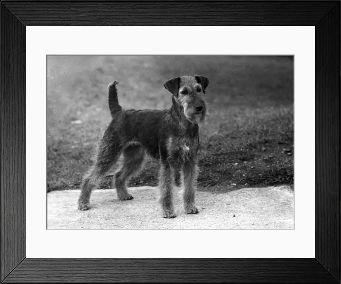 Framed Print : FALL / WELSH TERRIER / 1953 Framed Print : FALL / WELSH TERRIER / 1953