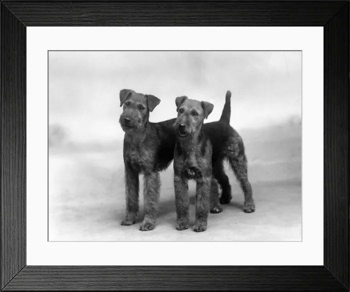Framed Print : FALL / WELSH TERRIER / 1937 Framed Print : FALL / WELSH TERRIER / 1937
