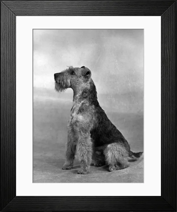 Framed Print : FALL / WELSH TERRIER / 1949 Framed Print : FALL / WELSH TERRIER / 1949
